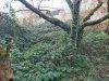 idylisches Wohnhaus mit großem Garten in Roßdorf - Bild